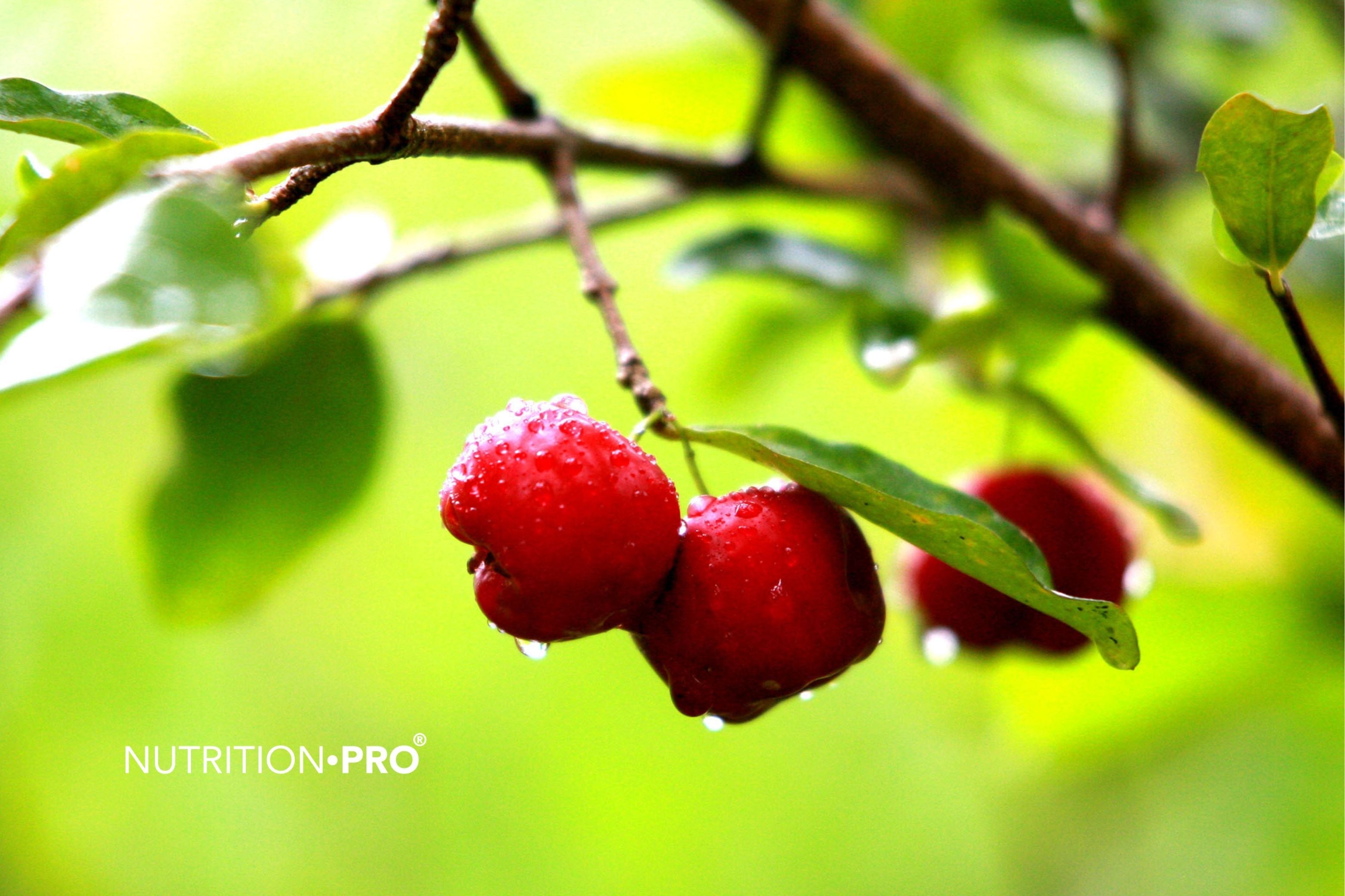 Aliments riches en fer : le classement qui compte vraiment (absorption comprise)