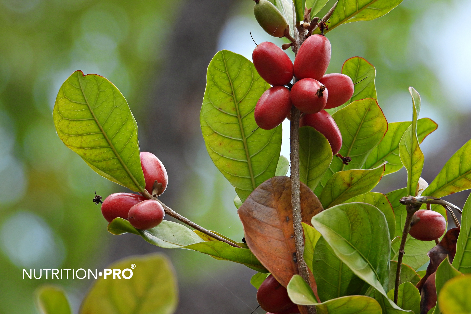 Baie du miracle (miraculine) : Tout savoir sur ce fruit qui remplace le sucre