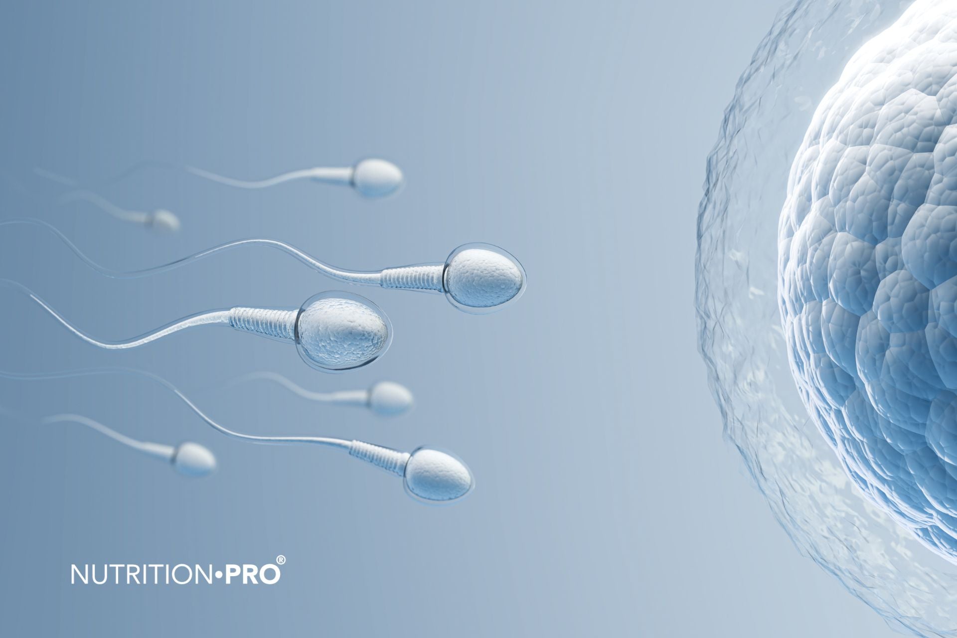 Fertilité : comment augmenter ses chances naturellement (homme et femme)