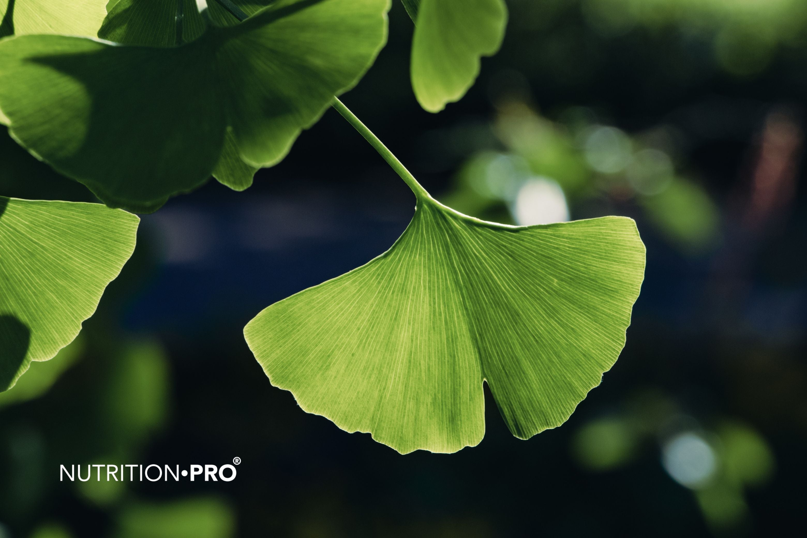 Ginkgo biloba : dangers, effets secondaires et interactions