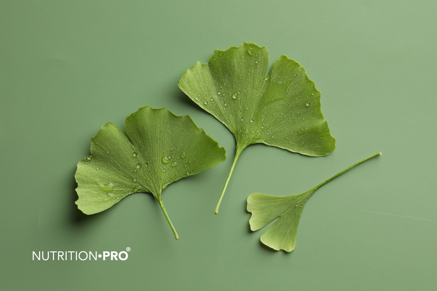 Ginkgo biloba et acouphènes : ce que disent vraiment les études