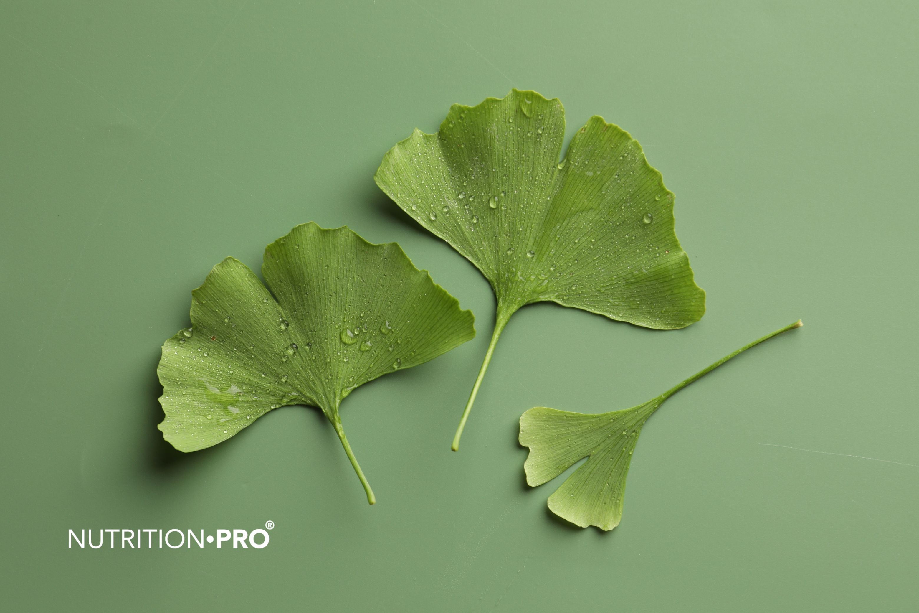 Ginkgo biloba et acouphènes : ce que disent vraiment les études