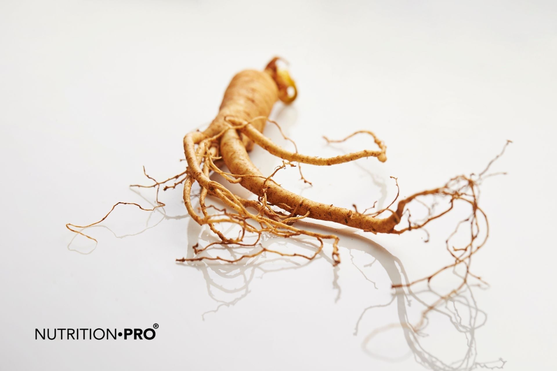 Ginseng : bienfaits, types, posologie et précautions (le guide complet)