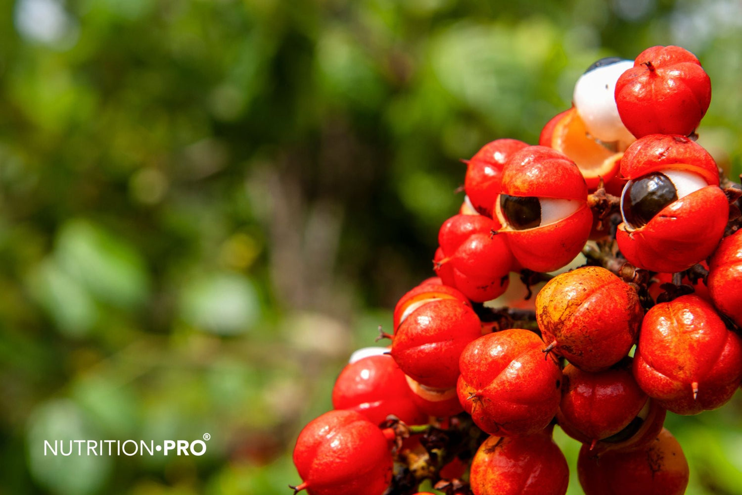 Guarana et perte de poids : mythe ou réalité ?