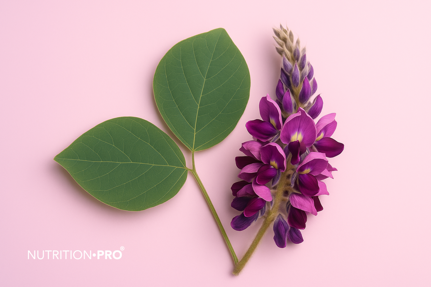 Kudzu et ménopause : comment soulager les symptômes hormonaux