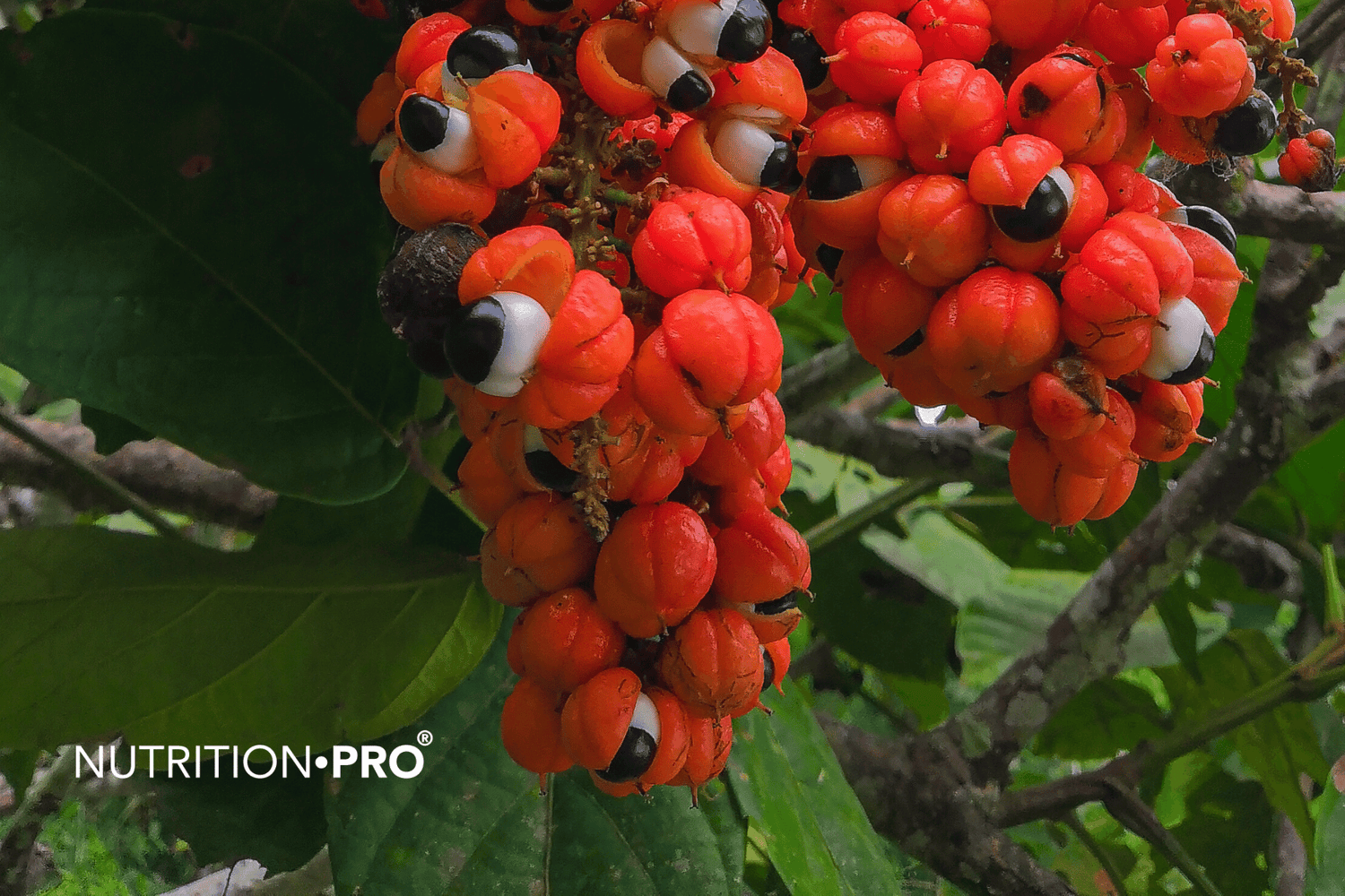 Le guarana, un aliment très efficace pour perdre du poids.