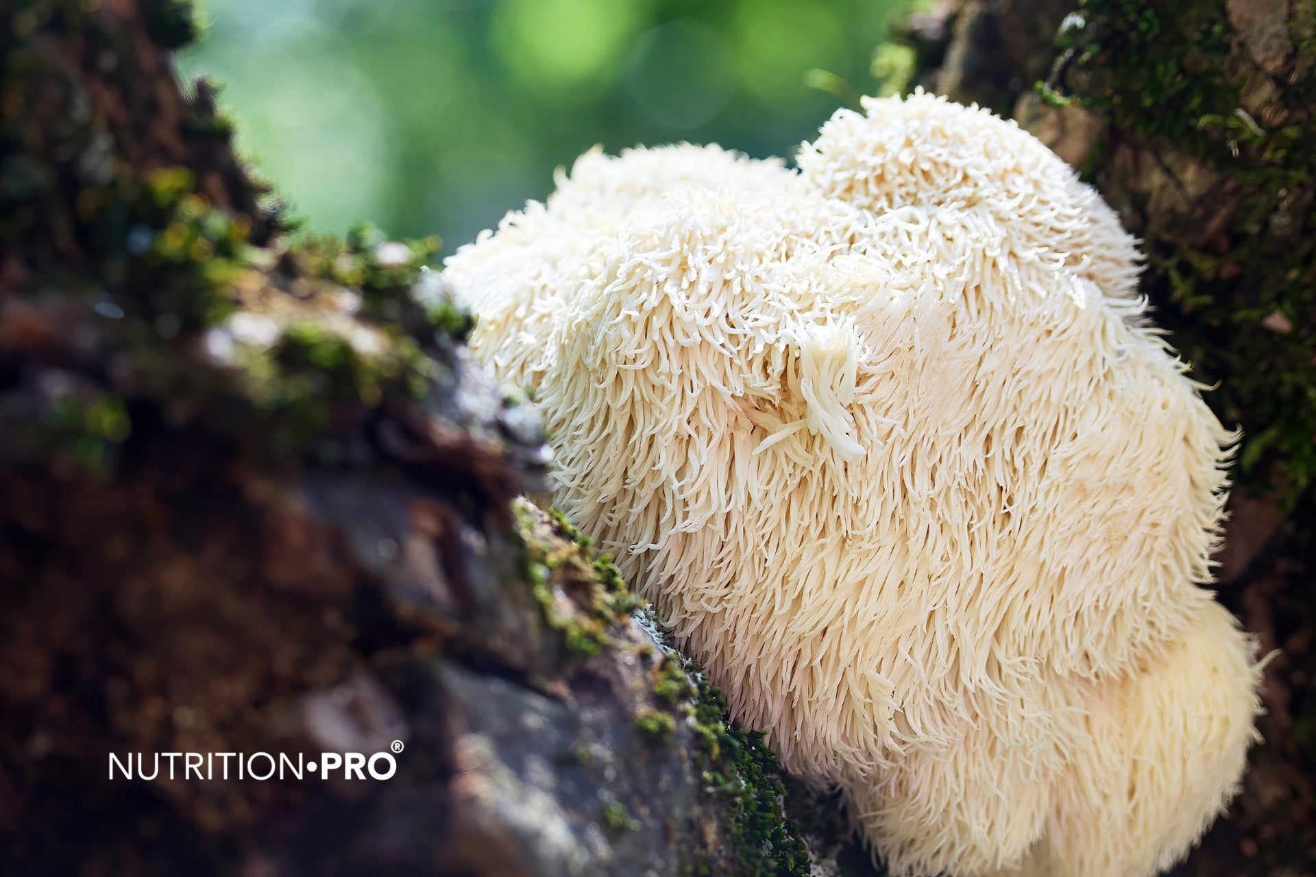 Lion's Mane : 8 bienfaits prouvés sur la cognition