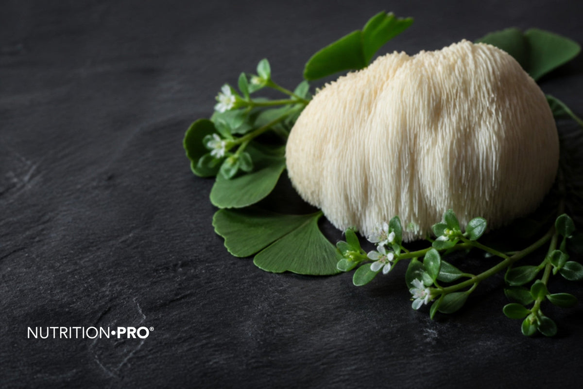 Champignon crinière de lion, feuilles de ginkgo et brins de bacopa sur une ardoise sombre, plantes et mémoire