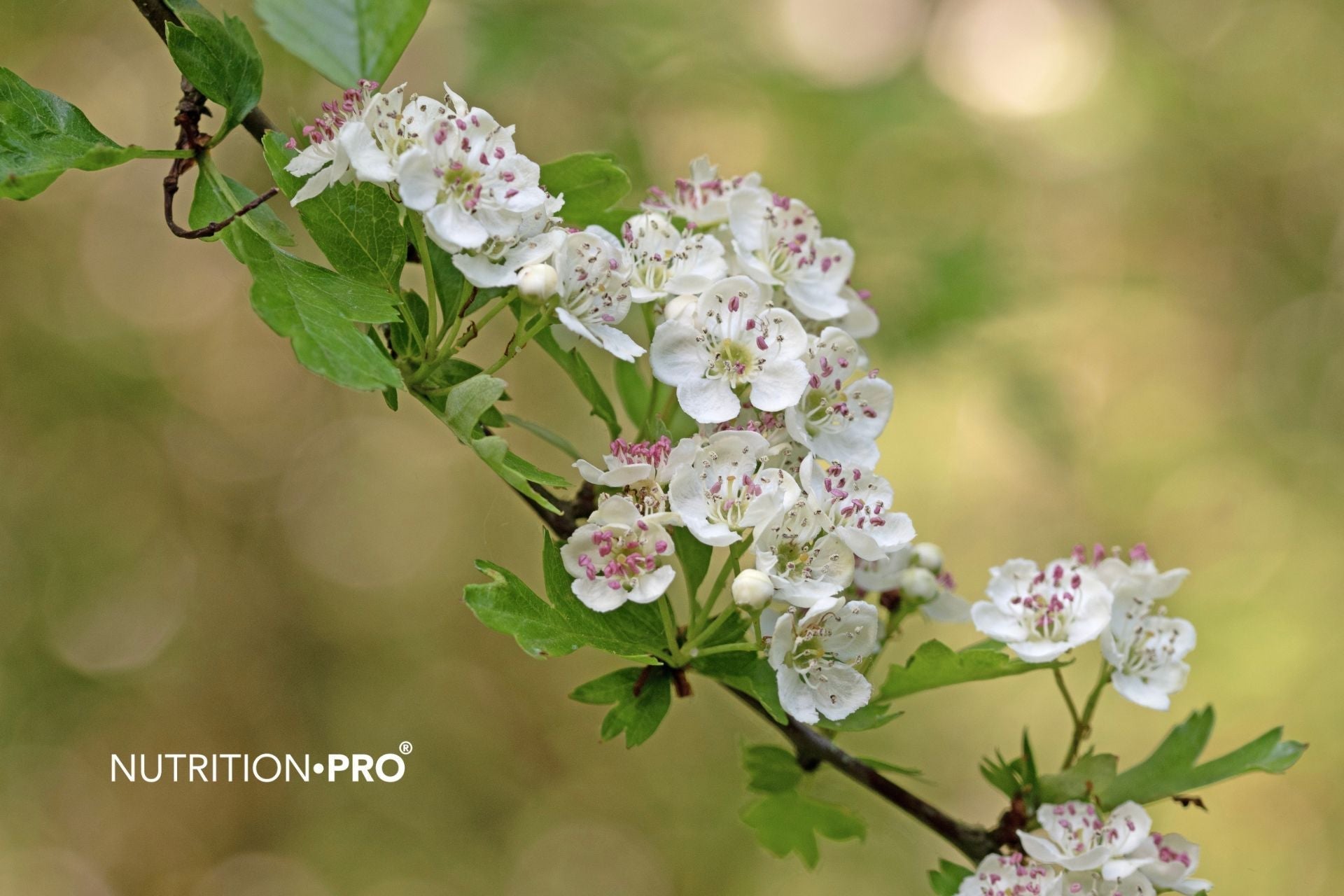 Aubépine, tension et palpitations : 7 vérités scientifiques