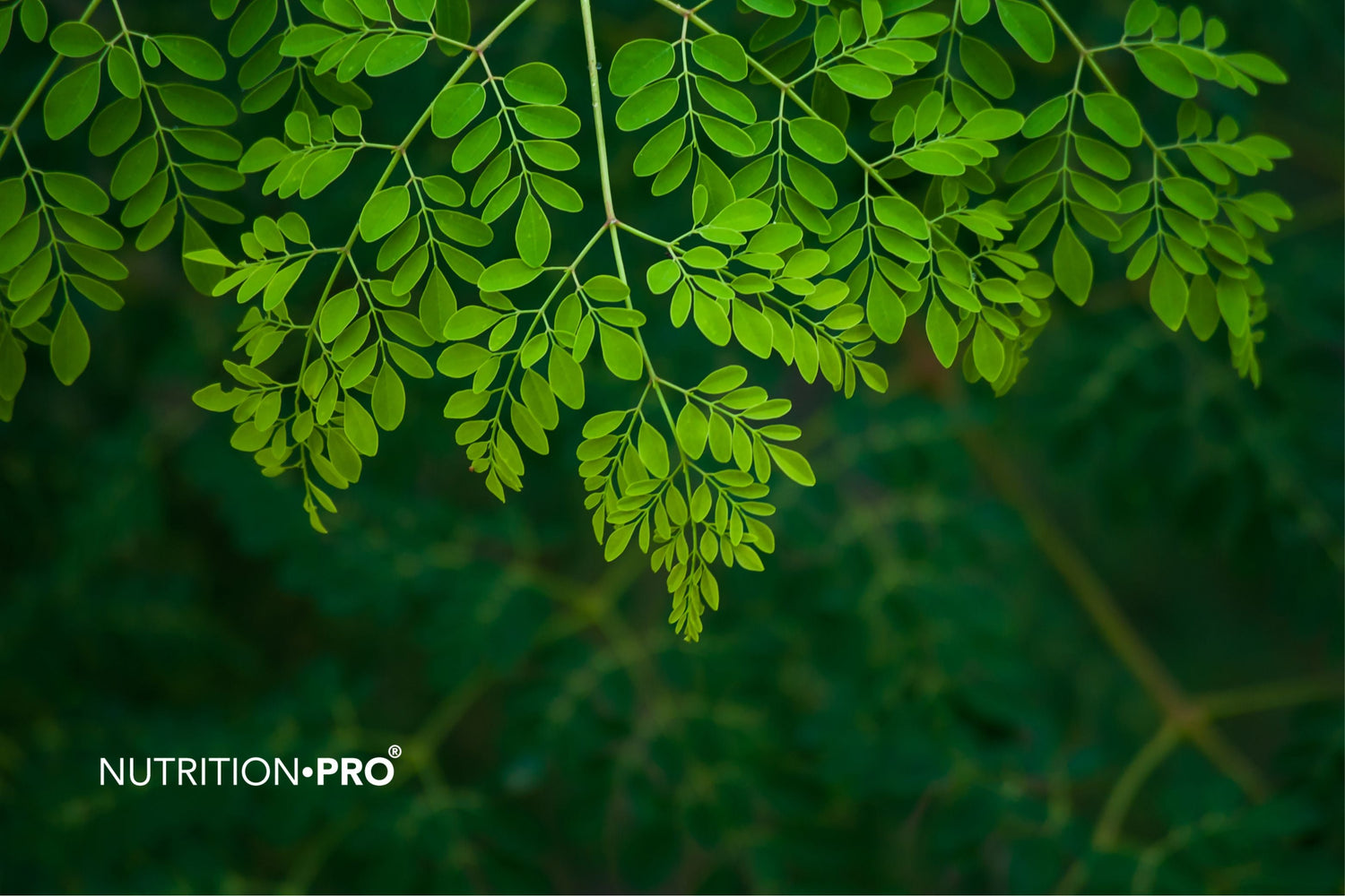 Avis sur le moringa : ce qu’en pensent vraiment les utilisateurs