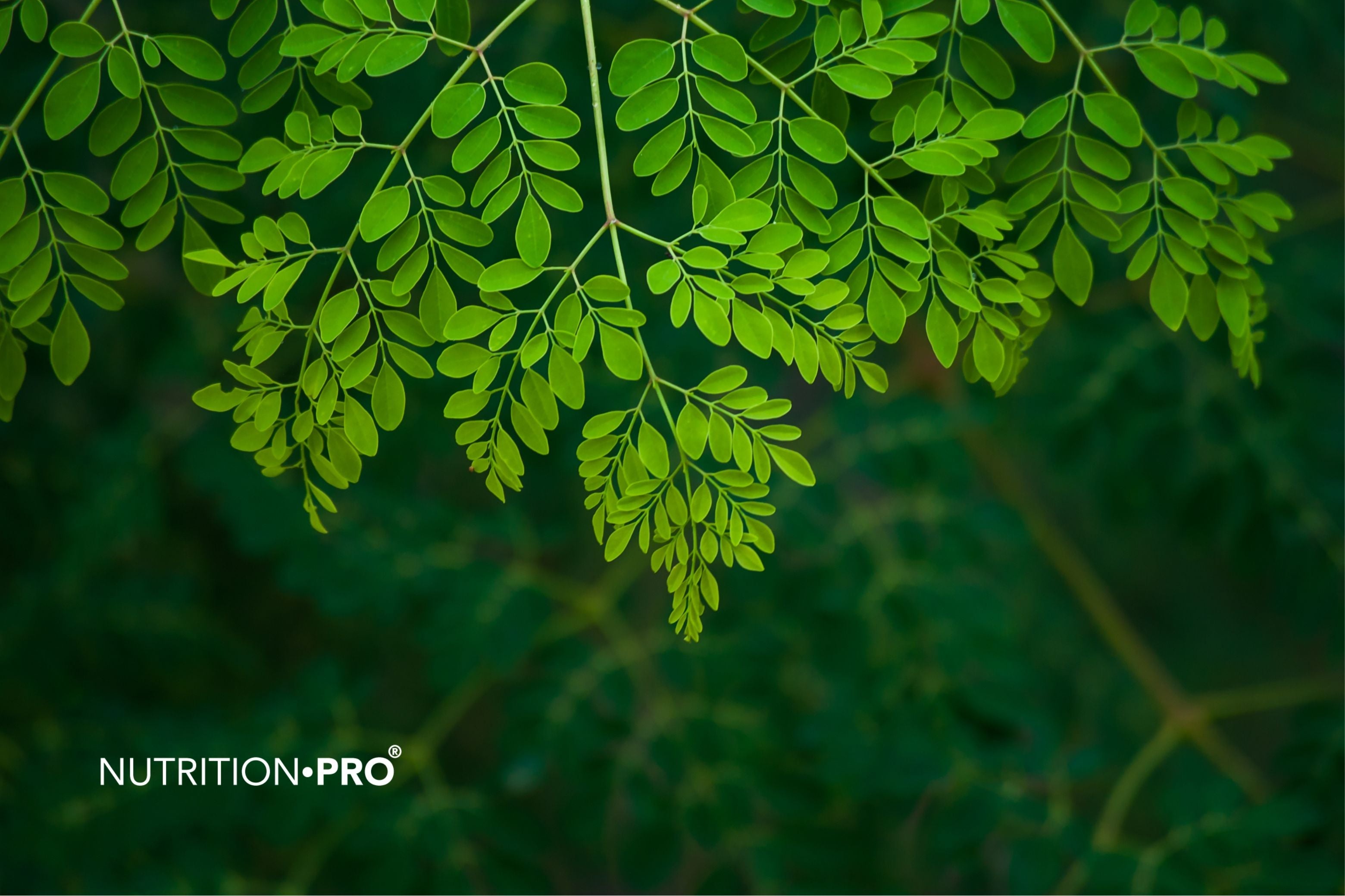 Avis sur le moringa : ce qu’en pensent vraiment les utilisateurs