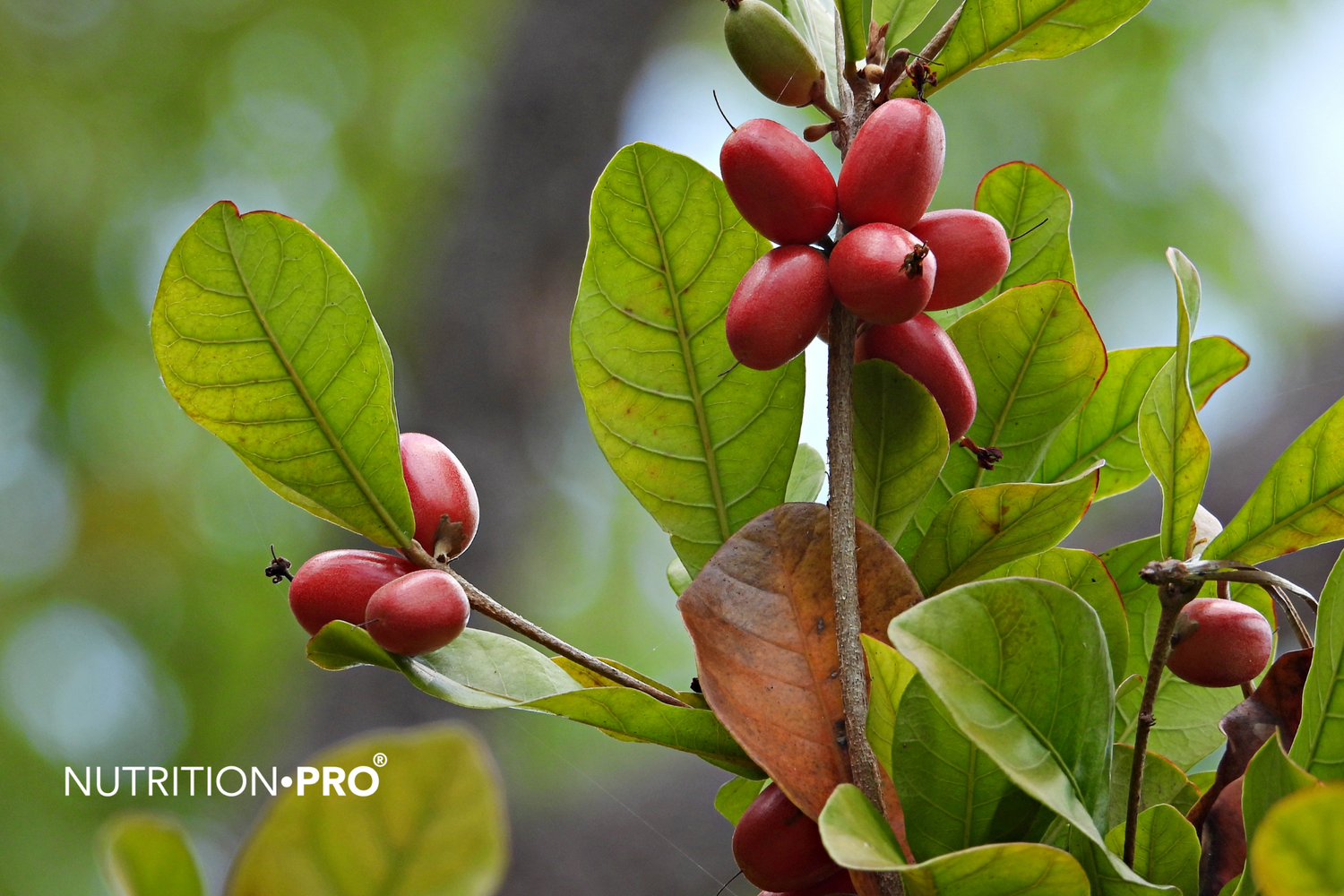 Baie du miracle miraculine : tout savoir sur ce fruit qui remplace le sucre - Nutrition•pro