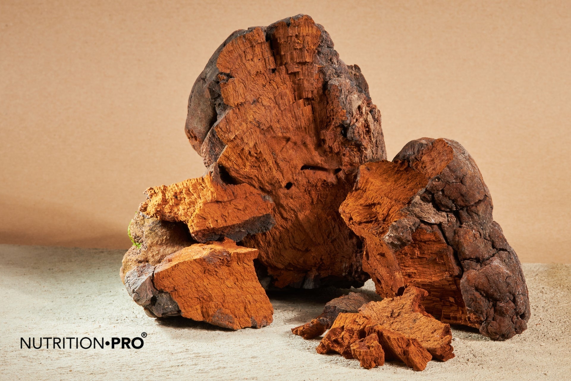 Chaga : 5 bienfaits antioxydants prouvés (et risque oxalates)
