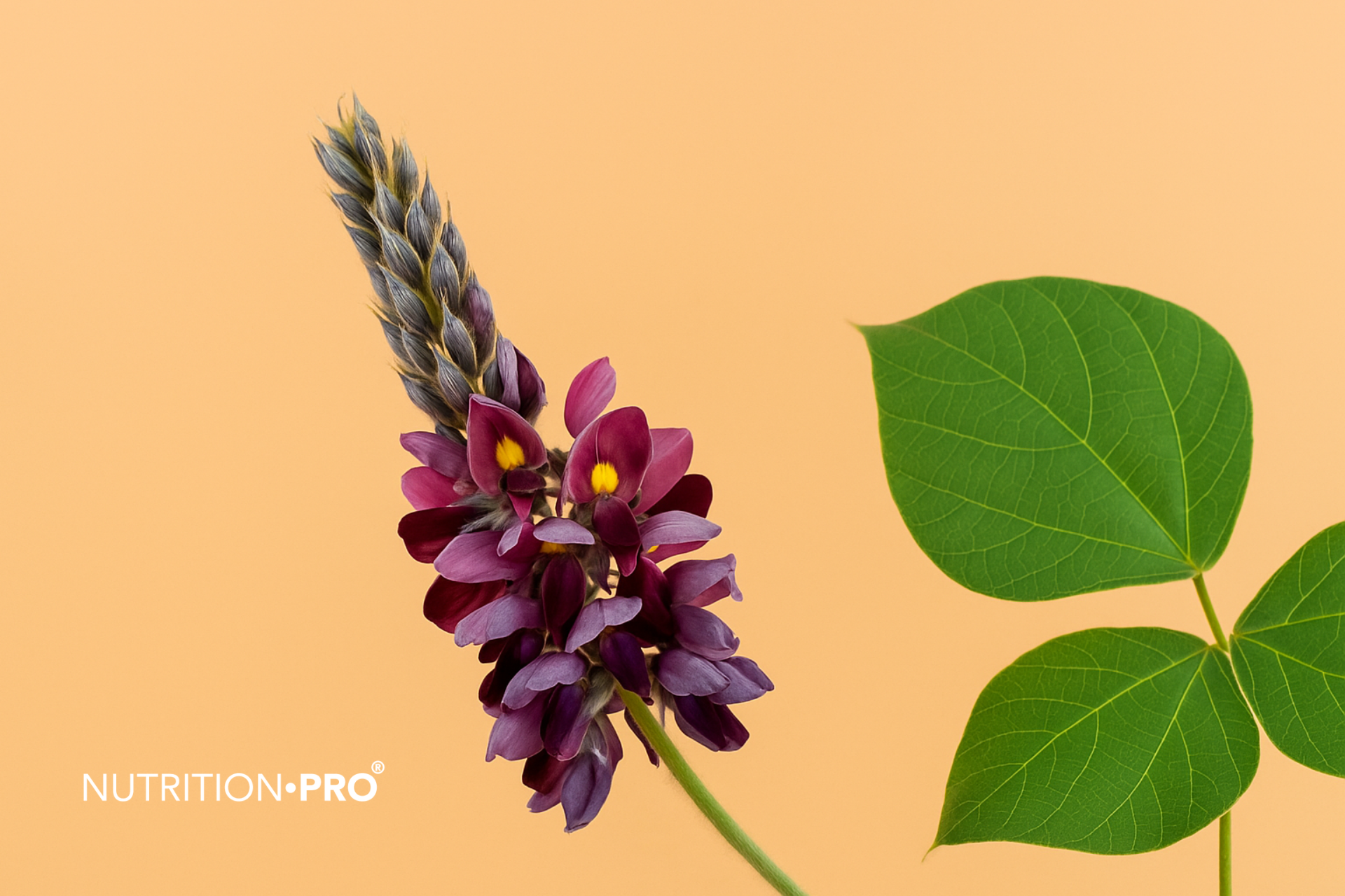 Comment utiliser le kudzu pour réduire les bouffées de chaleur naturellement