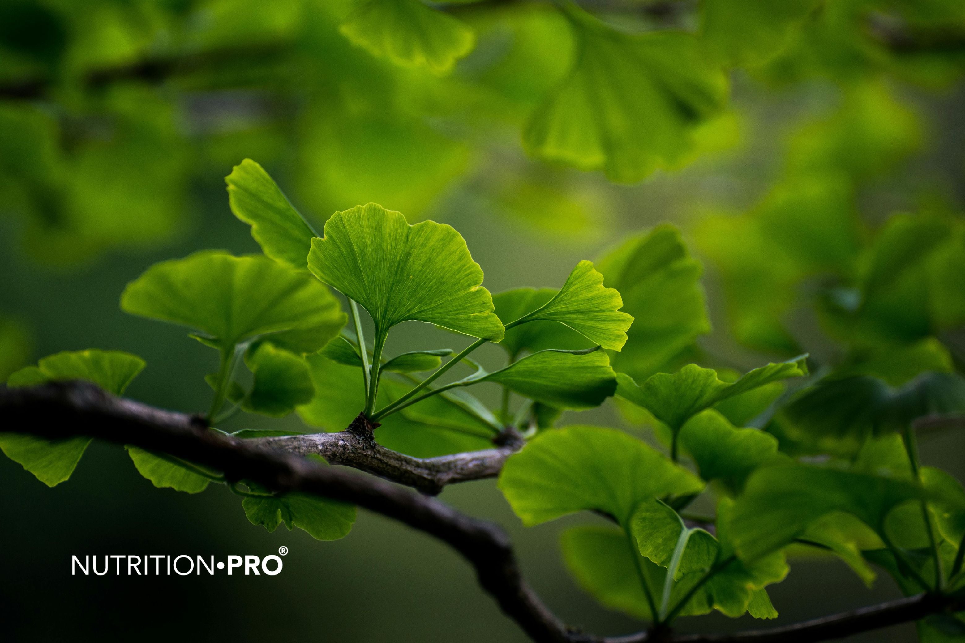 Ginkgo biloba : bienfaits réels, mémoire et mode d'emploi