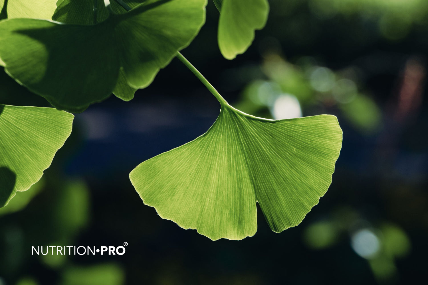 Ginkgo biloba : dangers, effets secondaires et interactions