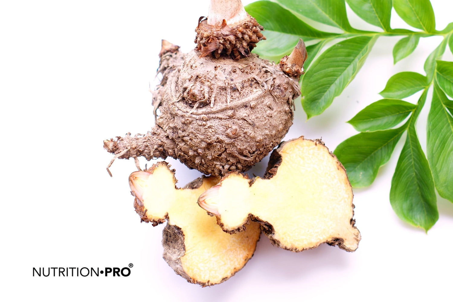 Konjac et cholestérol : effet prouvé du glucomannane