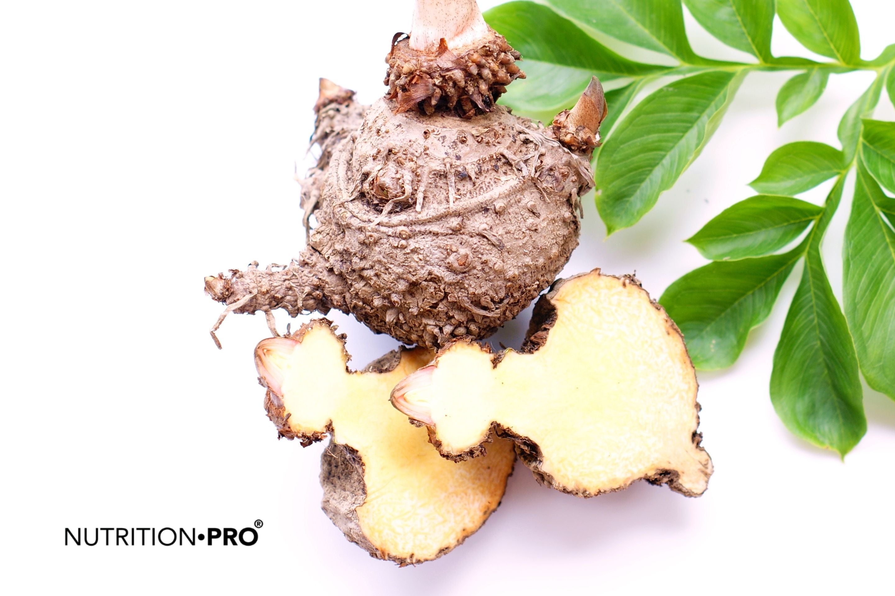 Konjac et cholestérol : effet prouvé du glucomannane