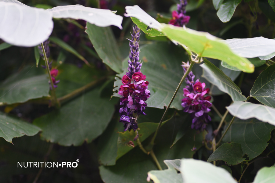 Kudzu : ce que les essais cliniques montrent vraiment, en combien de temps, à quelle dose