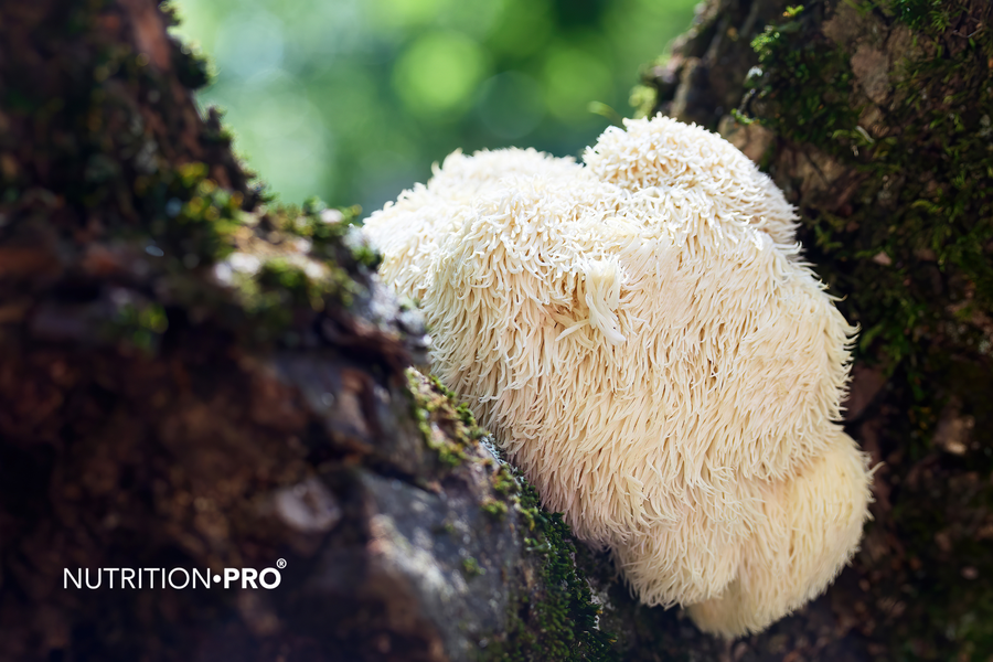 Lion's Mane (crinière de lion) : dangers, effets secondaires et précautions