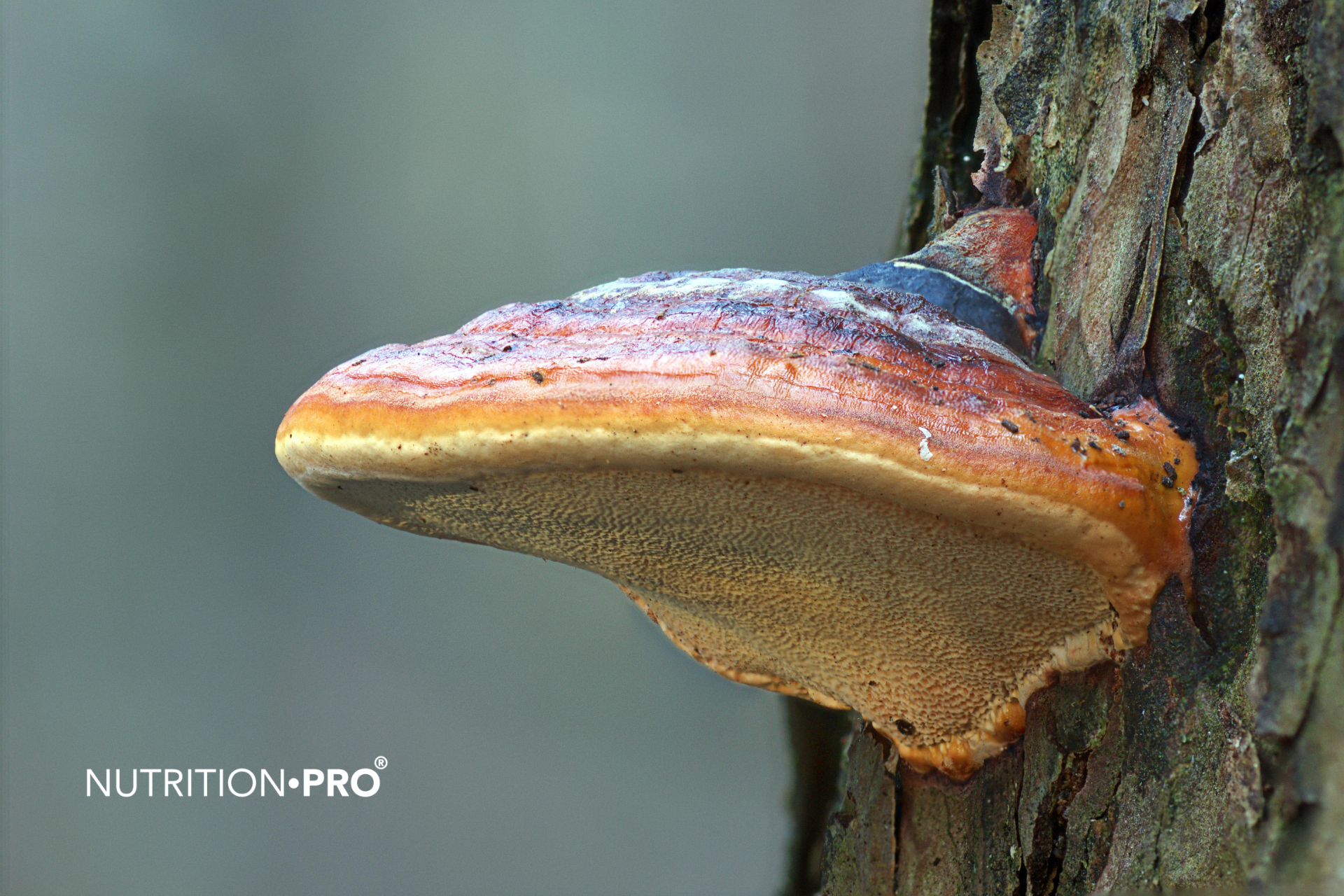 Reishi : dangers, effets secondaires et contre-indications