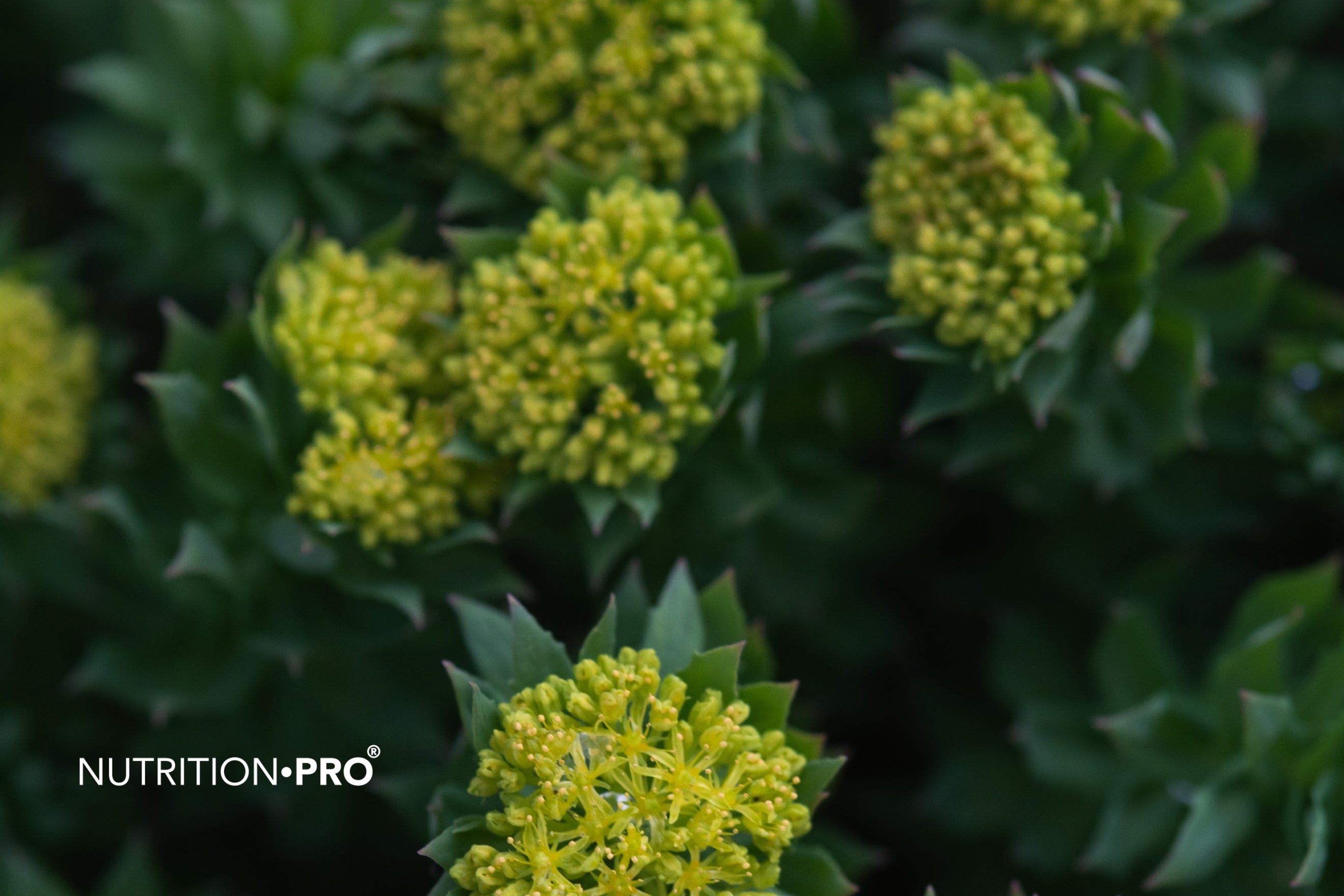 Rhodiola Rosea : bienfaits scientifiques, dosage et indications