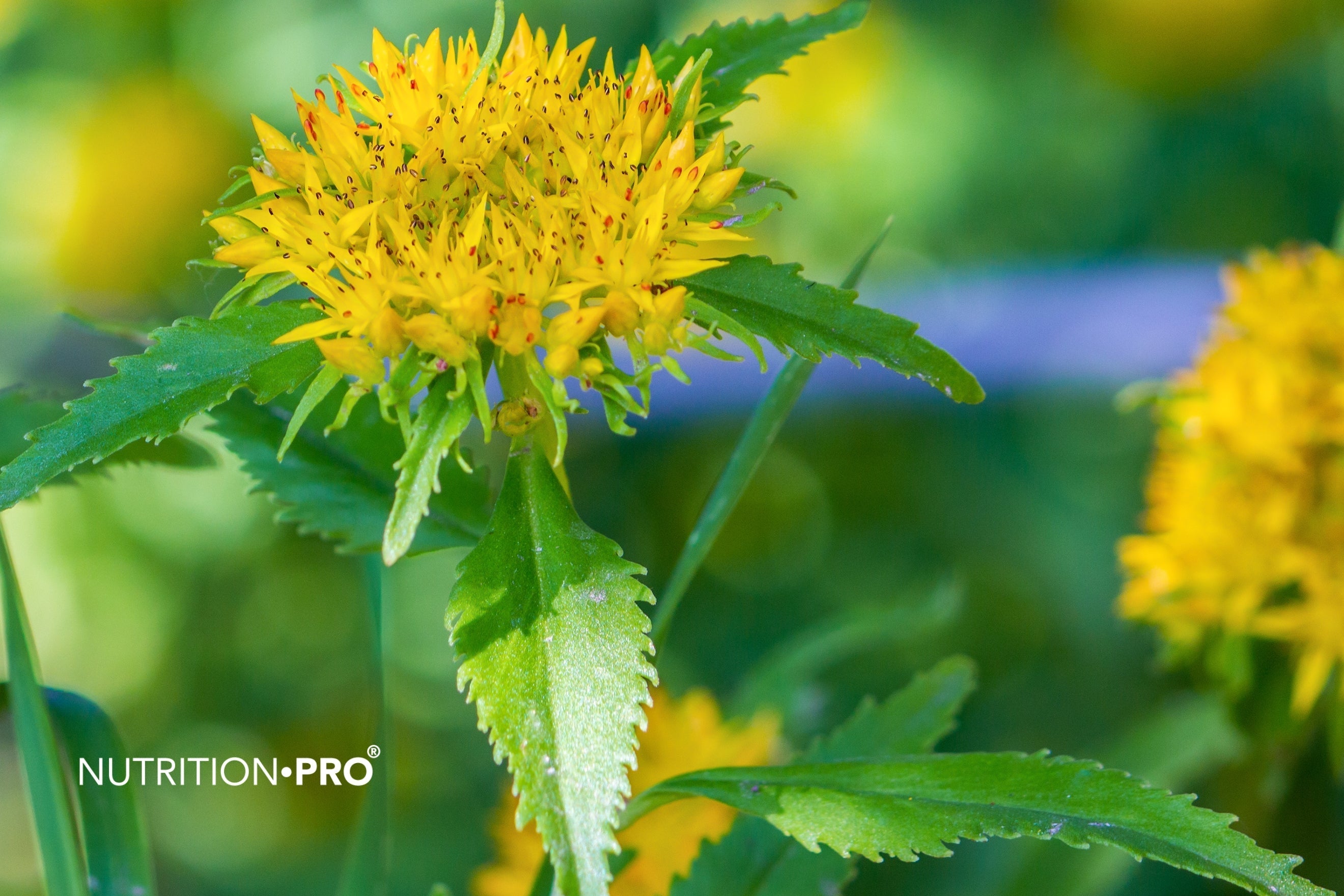 Rhodiola : posologie précise, effets secondaires et contre-indications (interactions médicamenteuses)