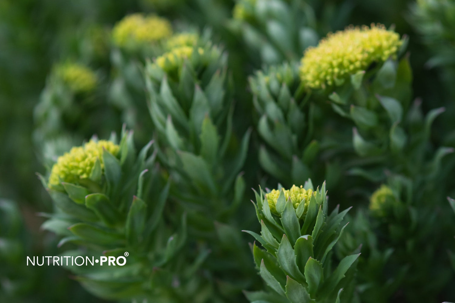 Rhodiola, stress chronique et burn-out : ce que la science dit vraiment (et ce qu'elle ne dit pas)