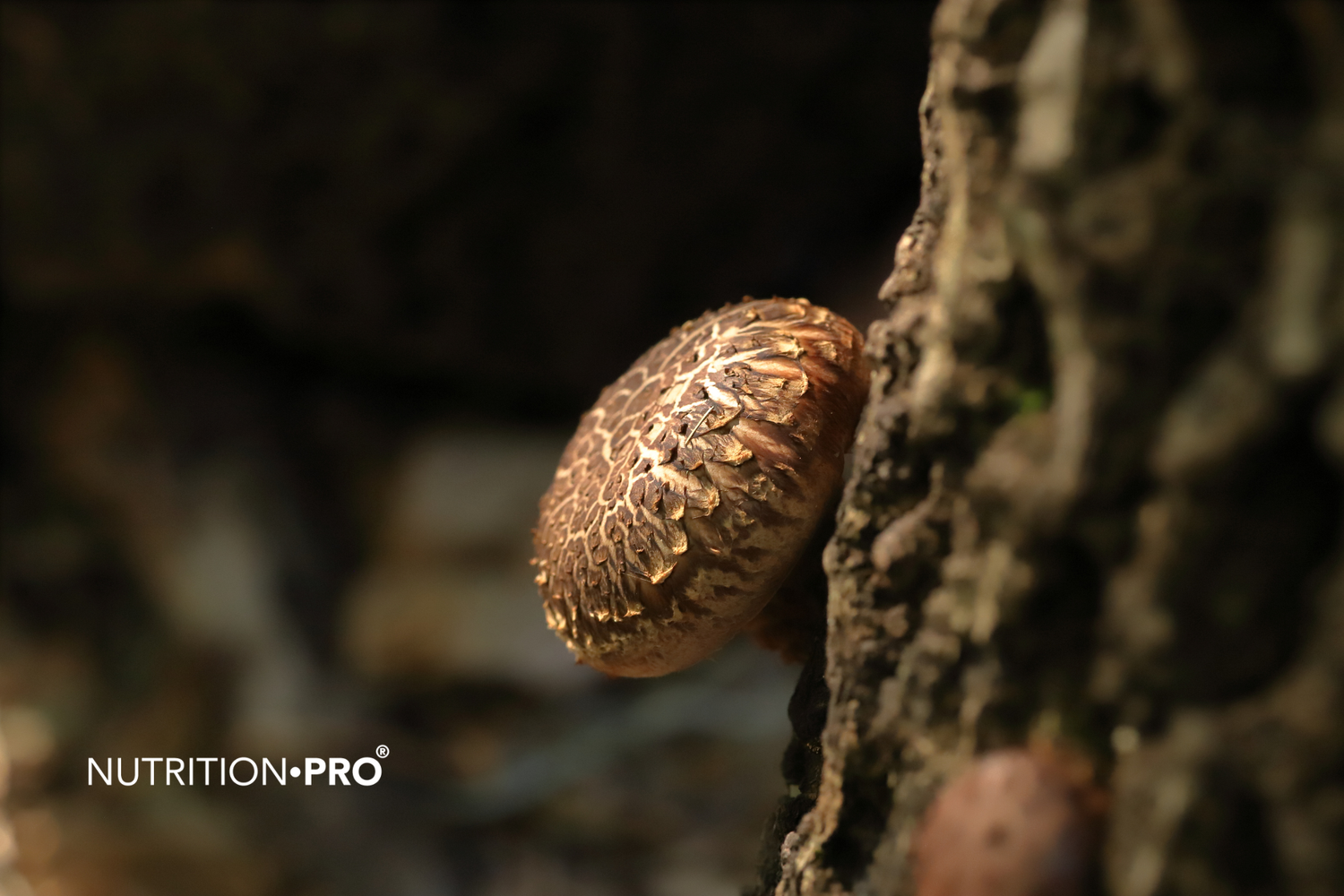 Shiitake : dangers, dermatite flagellée et effets secondaires