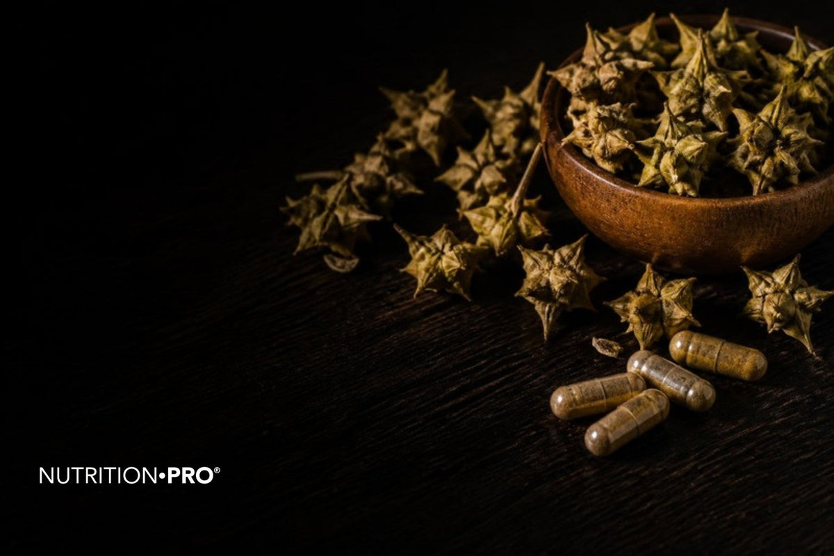 Fruits secs épineux de tribulus et gélules sur un bois sombre, tribulus danger effets secondaires